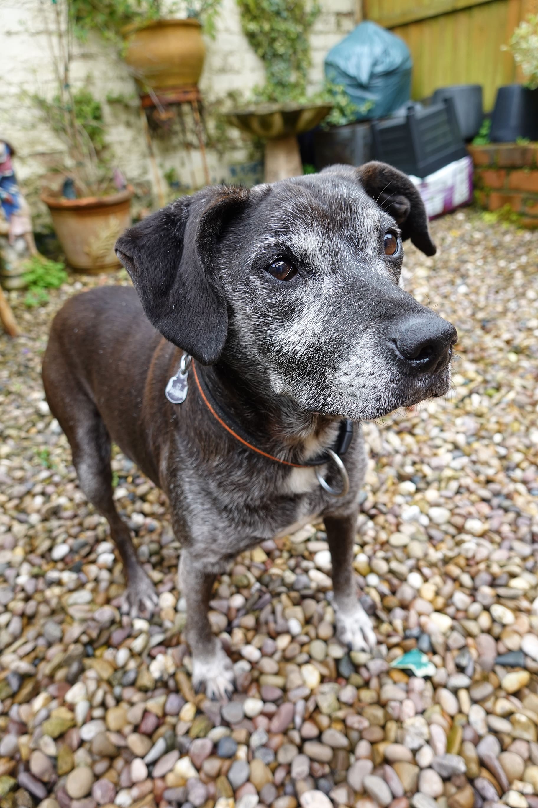 Dog in the Garden