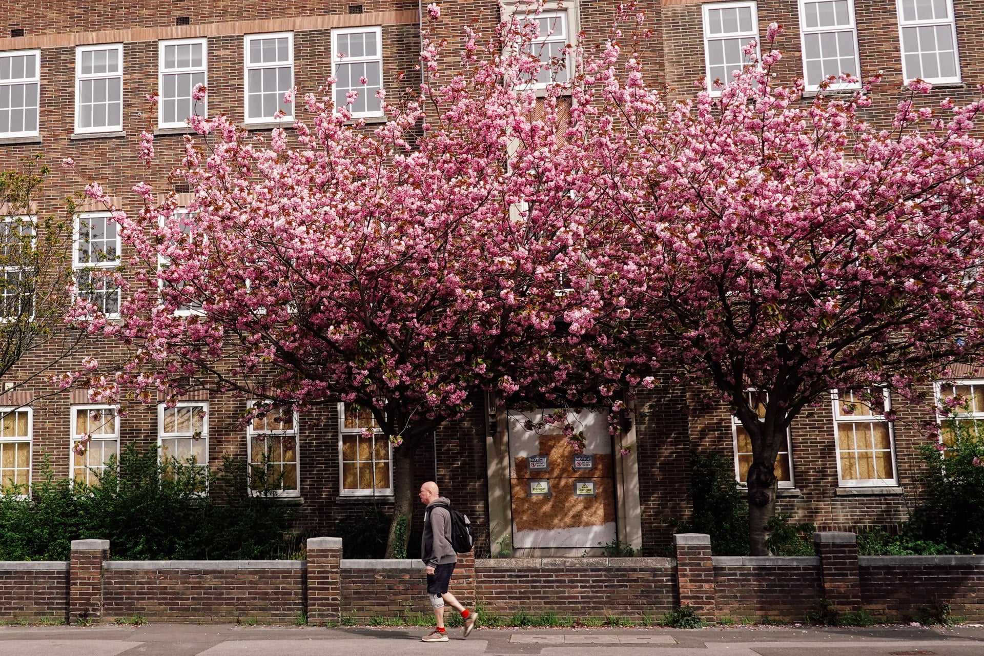 Man Walking in Front of a Colourful Tree